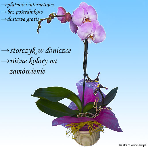 Powrót do listy produktów Zdjęcie produktu